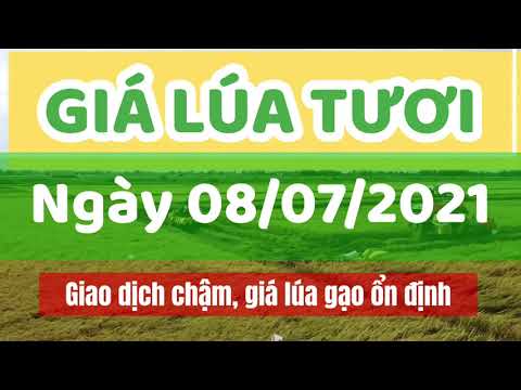 rice and paddy prices today