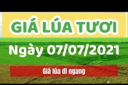 rice and paddy prices today