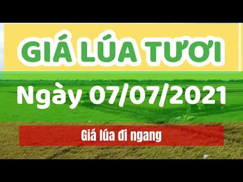 rice and paddy prices today