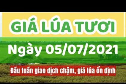 rice and paddy prices today