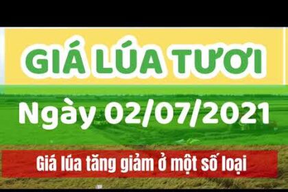 rice and paddy prices today