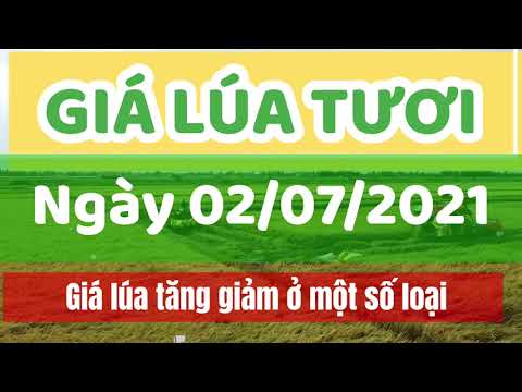 rice and paddy prices today
