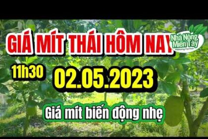 Thai jackfruit prices today