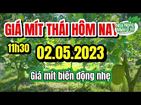 Thai jackfruit prices today