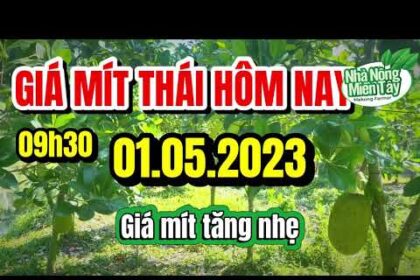 Thai jackfruit prices today