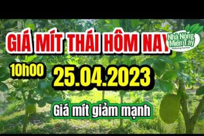 Thai jackfruit prices today