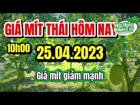 Thai jackfruit prices today