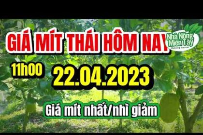Thai jackfruit prices today