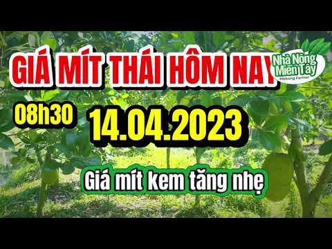 Thai jackfruit prices today