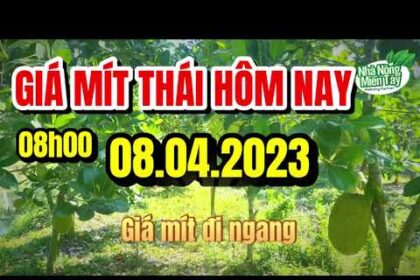 Thai jackfruit prices today