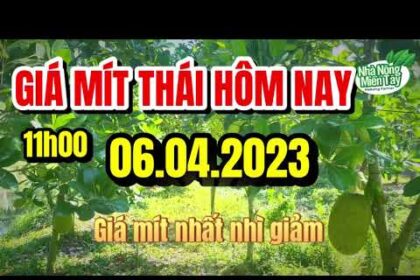 Thai jackfruit prices today