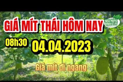Thai jackfruit prices today