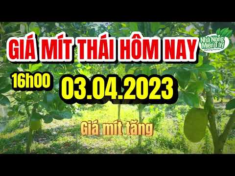 Thai jackfruit prices today