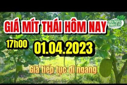 Thai jackfruit prices today