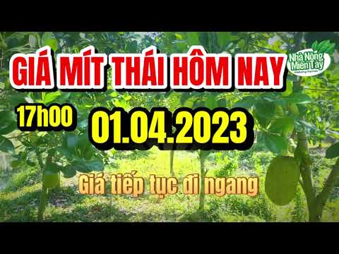 Thai jackfruit prices today