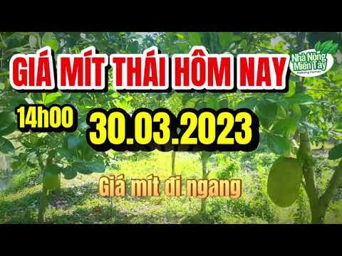Thai jackfruit prices today