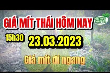 Thai jackfruit prices today