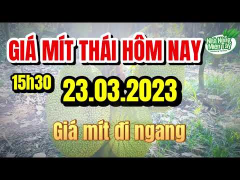 Thai jackfruit prices today