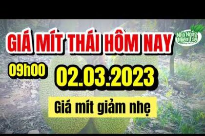 Thai jackfruit prices today
