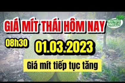 Thai jackfruit prices today