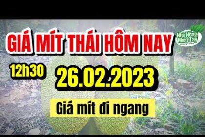 Thai jackfruit prices today