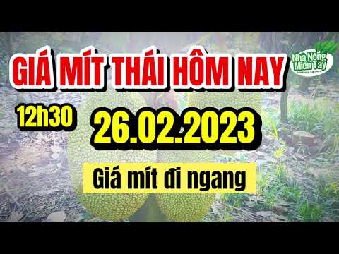 Thai jackfruit prices today