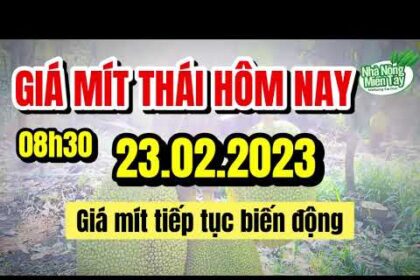 Thai jackfruit prices today