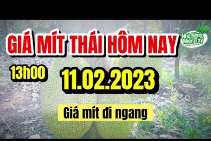 Thai jackfruit prices today