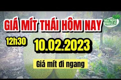 Thai jackfruit prices today