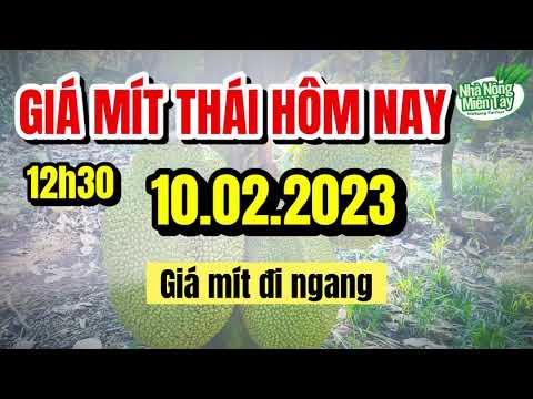Thai jackfruit prices today