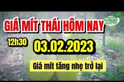 Thai jackfruit prices today