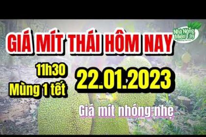 Thai jackfruit prices today