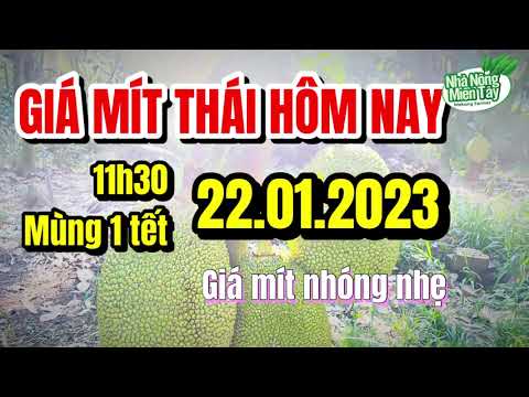 Thai jackfruit prices today