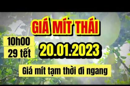 Thai jackfruit prices today