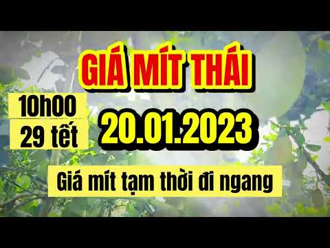 Thai jackfruit prices today