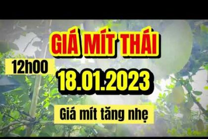 Thai jackfruit prices today