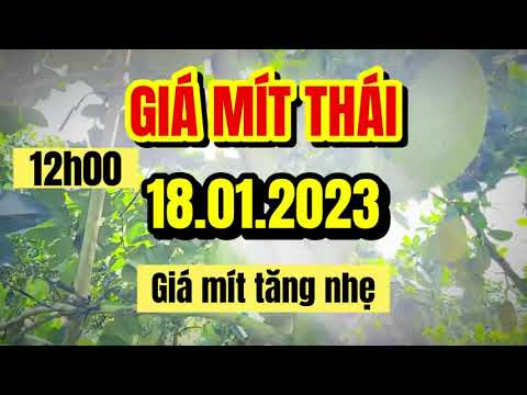 Thai jackfruit prices today