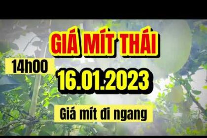 Thai jackfruit prices today