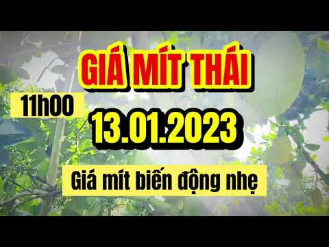 Thai jackfruit prices today