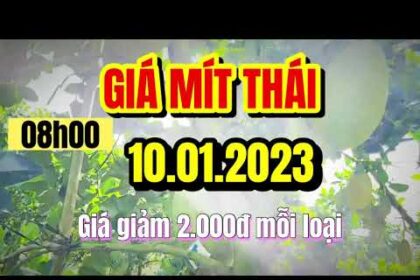 Thai jackfruit prices today