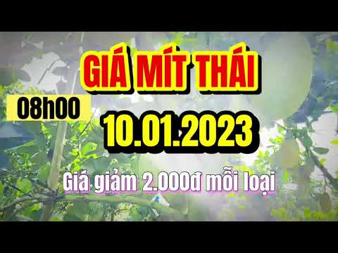 Thai jackfruit prices today
