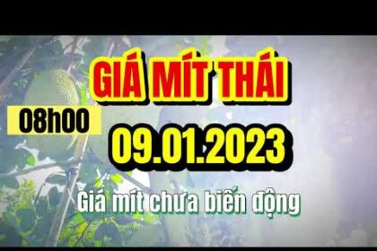 Thai jackfruit prices today