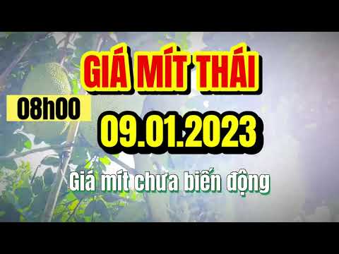 Thai jackfruit prices today