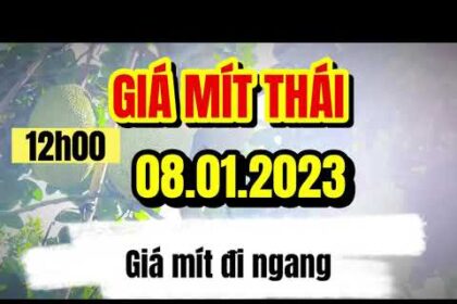 Thai jackfruit prices today