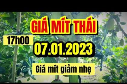 Thai jackfruit prices today