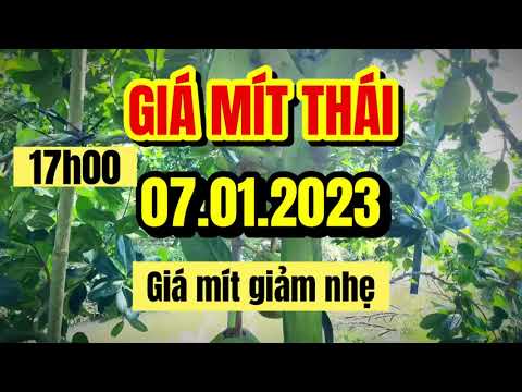 Thai jackfruit prices today