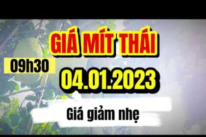 Thai jackfruit prices today
