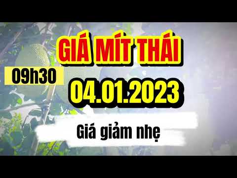 Thai jackfruit prices today