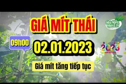 Thai jackfruit prices today