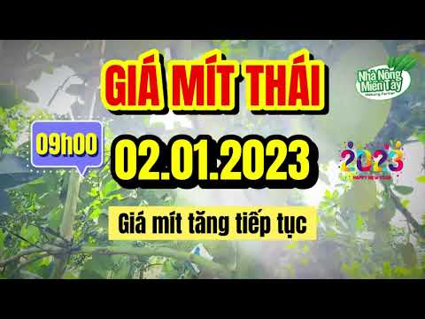 Thai jackfruit prices today